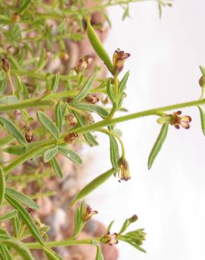 Fotografia 6 da espécie Cleome africana no Jardim Botânico UTAD