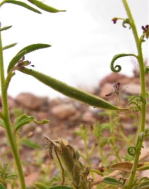 Fotografia 7 da espécie Cleome africana no Jardim Botânico UTAD