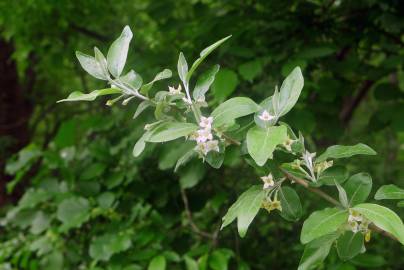 Fotografia da espécie Elaeagnus umbellata