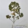 Fotografia de herbário 1 da espécie Euphorbia peplus no Jardim Botânico UTAD