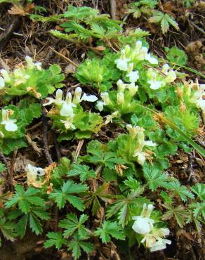 Fotografia 15 da espécie Teucrium pyrenaicum no Jardim Botânico UTAD