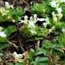 Fotografia 16 da espécie Teucrium pyrenaicum do Jardim Botânico UTAD