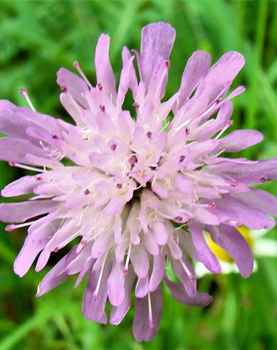 Fotografia de capa Knautia arvensis - do Jardim Botânico