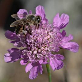 Fotografia da espécie Knautia arvensis