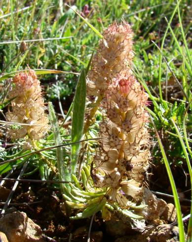 Fotografia de capa Coris monspeliensis subesp. monspeliensis - do Jardim Botânico