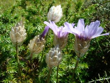 Fotografia da espécie Catananche caerulea