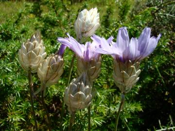 Fotografia da espécie Catananche caerulea