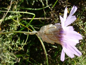 Fotografia da espécie Catananche caerulea