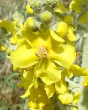 Fotografia da espécie Verbascum pulverulentum