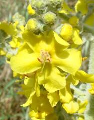 Verbascum pulverulentum