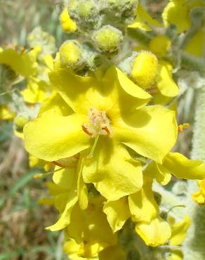 Fotografia 1 da espécie Verbascum pulverulentum no Jardim Botânico UTAD
