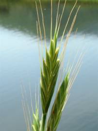 Fotografia da espécie Brachypodium distachyon