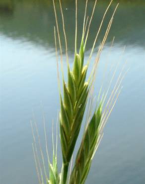 Fotografia 14 da espécie Brachypodium distachyon no Jardim Botânico UTAD