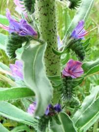 Fotografia da espécie Echium tuberculatum