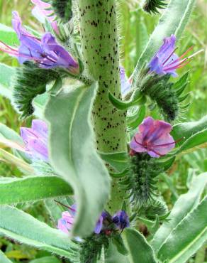 Fotografia 1 da espécie Echium tuberculatum no Jardim Botânico UTAD