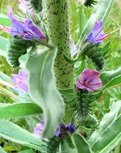 Fotografia de capa Echium tuberculatum - do Jardim Botânico