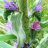 Fotografia 1 da espécie Echium tuberculatum do Jardim Botânico UTAD
