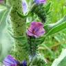 Fotografia 8 da espécie Echium tuberculatum do Jardim Botânico UTAD