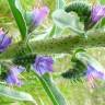 Fotografia 9 da espécie Echium tuberculatum do Jardim Botânico UTAD