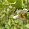 Fotografia 17 da espécie Camellia sinensis do Jardim Botânico UTAD