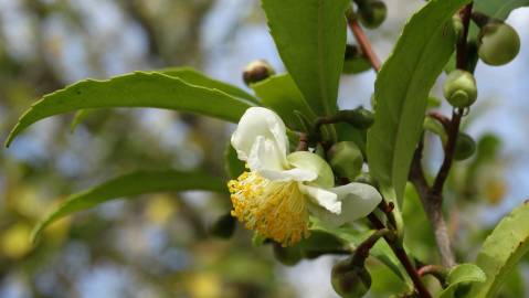 Fotografia da espécie Camellia sinensis