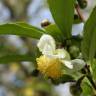 Fotografia 18 da espécie Camellia sinensis do Jardim Botânico UTAD