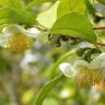 Fotografia 19 da espécie Camellia sinensis do Jardim Botânico UTAD