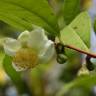 Fotografia 20 da espécie Camellia sinensis do Jardim Botânico UTAD