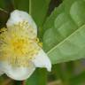 Fotografia 21 da espécie Camellia sinensis do Jardim Botânico UTAD