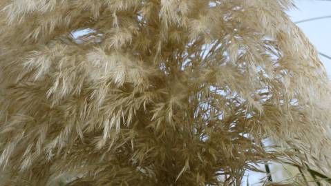 Fotografia da espécie Cortaderia selloana