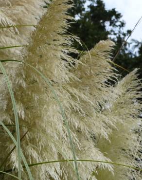 Fotografia 15 da espécie Cortaderia selloana no Jardim Botânico UTAD