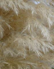 Cortaderia selloana