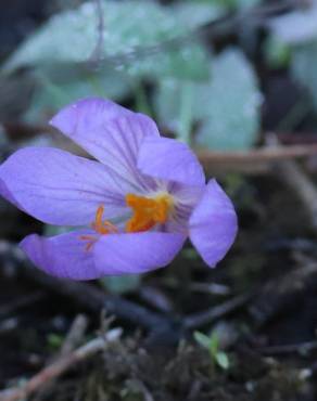 Fotografia 36 da espécie Crocus serotinus subesp. serotinus no Jardim Botânico UTAD