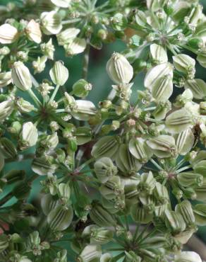 Fotografia 13 da espécie Angelica sylvestris no Jardim Botânico UTAD