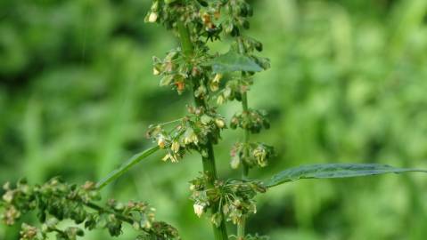 Fotografia da espécie Rumex obtusifolius
