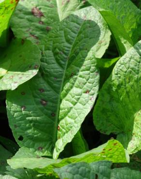 Fotografia 16 da espécie Rumex obtusifolius no Jardim Botânico UTAD