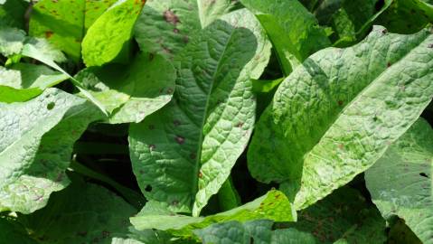 Fotografia da espécie Rumex obtusifolius