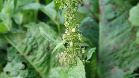 Fotografia da espécie Rumex obtusifolius