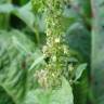 Fotografia 17 da espécie Rumex obtusifolius do Jardim Botânico UTAD