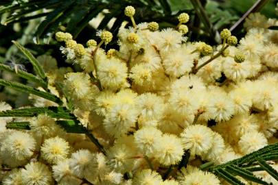 Fotografia da espécie Acacia dealbata