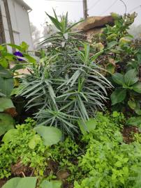Fotografia da espécie Euphorbia lathyris