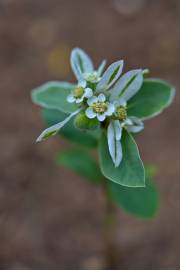 Fotografia da espécie Euphorbia marginata