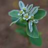 Fotografia 5 da espécie Euphorbia marginata do Jardim Botânico UTAD