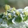 Fotografia 9 da espécie Euphorbia marginata do Jardim Botânico UTAD