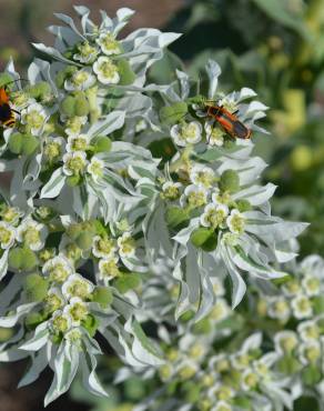 Fotografia 10 da espécie Euphorbia marginata no Jardim Botânico UTAD