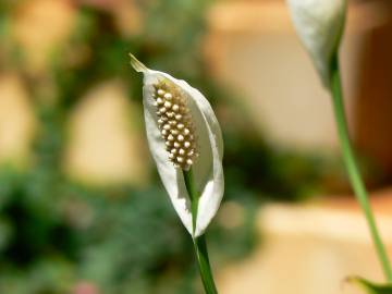 Fotografia da espécie Spathiphyllum wallisii