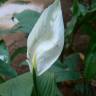 Fotografia 8 da espécie Spathiphyllum wallisii do Jardim Botânico UTAD