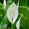 Fotografia 10 da espécie Spathiphyllum wallisii do Jardim Botânico UTAD