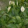 Fotografia 11 da espécie Spathiphyllum wallisii do Jardim Botânico UTAD