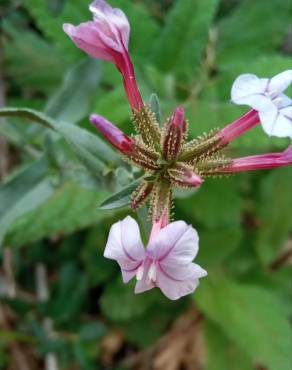 Fotografia 16 da espécie Plumbago europaea no Jardim Botânico UTAD